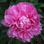 Ambilis Peony